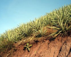 agave