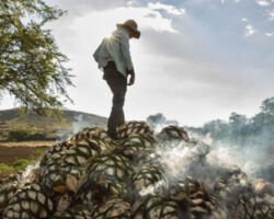 agave