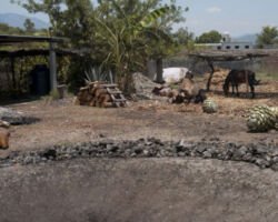 agave