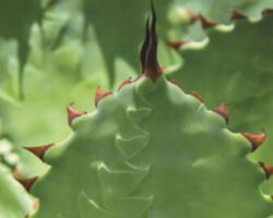 agave